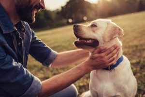 Dog Training Lessons in Northern Virginia