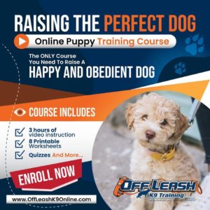 Puppy Training Tips in Northern Virginia