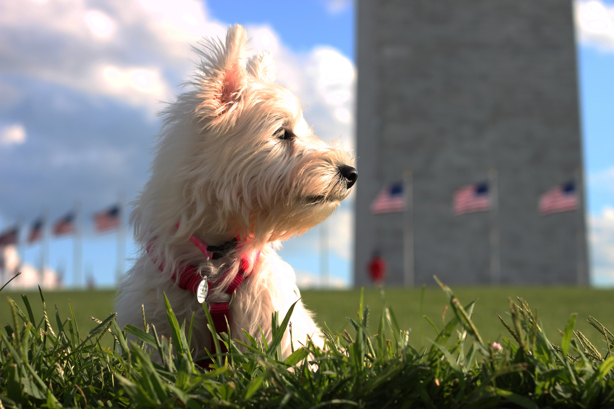 Dog-Friendly Monuments and Attractions in Washington DC and Northern Virginia